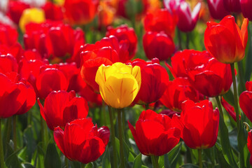 Spring flowers tulips bloom in the park. Red and yellow tulips on a blurred background. Beautiful postcard, banner.