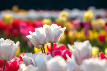 Spring flowers tulips bloom in the park. White tulips on a blurred background. Beautiful postcard, banner.