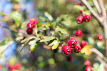 Hawthorn berries, also known as crataegus, on tree branch. Bokeh effect. Red edibile berry.  Natural remedies.