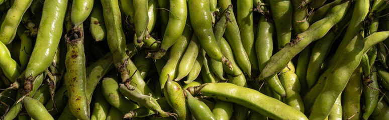Lot of fresh ripe Green fava beans food background in the food market.