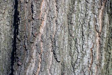 Macro tree bark of an oak tree trunk