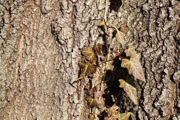 Ivy vine climbing the trunk of an oak tree