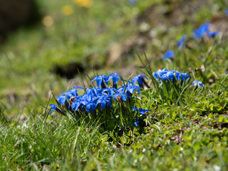 beautiful Bavarian gentians and their bright blue color