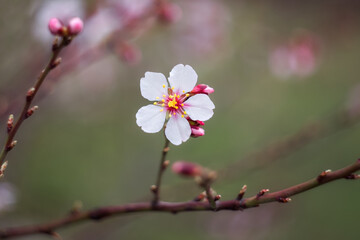 A branch with an almond flower. In spring, almond trees bloom in the garden. Spring background.
