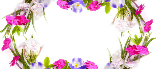 Fototapeta na wymiar Pattern of phlox and violets isolated on white. Wide photo. There is a place for the text of congratulations.