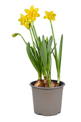 Naklejka na ściany i meble Spring flower plant 'Narcissus Clamineus Tete Boucle' in bloom in flower pot on white background