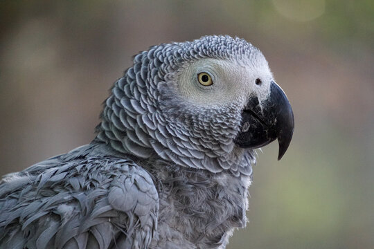 Grey Parrott