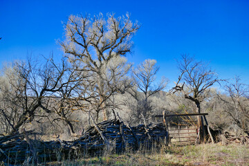 Cottonwoods and an old fence made of wood and metal in Buenos Aires National Wildlife Refuge, close to the Mexican border near Nogales, Arizona.