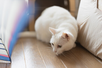 白の保護猫（a cute white rescued cat）