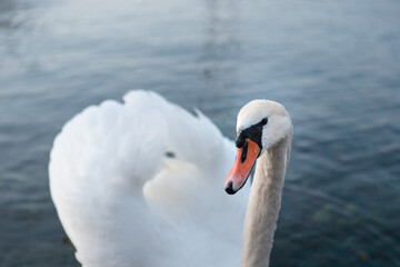 Obraz na płótnie Canvas A swan swimmig on lake como, italy. Close up.