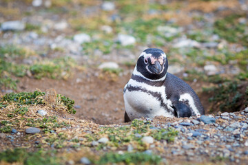 Penguin in patagonia - chile