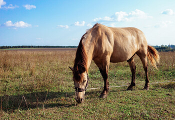 Obraz premium Light brown horse eating grass in the field. Late summer sky with white clouds and yellowing grass.