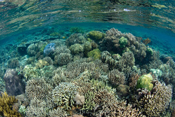 Fototapeta na wymiar Healthy corals thrive in the shallows of Komodo National Park in Indonesia. This region harbors extraordinarily high marine biodiversity as well as Komodo dragons, the world's largest lizards.