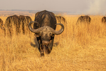Obraz premium African Buffalo Bull, Kruger National Park
