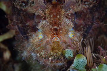 Detail of the camouflaged face of a Tasseled scorpionfish on a coral reef in Indonesia. Scorpionfish are ambush predators that protect themselves with venomous spines.
