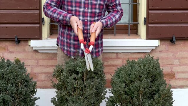 Man trimming boxwood plant with hedge clippers. Clipping hedeg. Topiary in the home garden. Green leaves bush texture. Man in checkered shirt holding grass cutter and trimming. Gardening.
