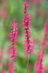 Red bistort (bistorta amplexicaulis) flowers in bloom