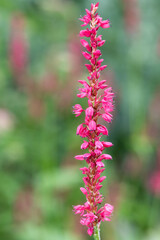 Red bistort (bistorta amplexicaulis) flowers in bloom