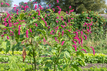 Red bistort (bistorta amplexicaulis) flowers in bloom