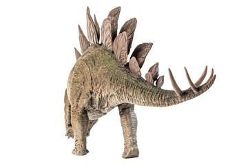 Fototapeta premium Stegosaurus Dinosaur on white background