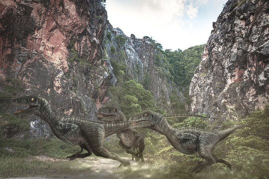 Velociraptor Dinosaur  in the forest .