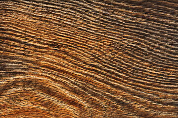 The texture of the tree .Wooden cut texture .
