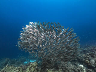 Seascape with Bait Ball, School of Fish in the coral reef of the Caribbean Sea, Curacao
