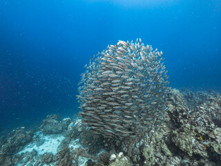 Fototapeta na wymiar Seascape with Bait Ball, School of Fish in the coral reef of the Caribbean Sea, Curacao