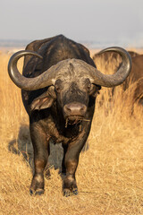 Obraz premium African Buffalo Bull, Kruger National Park
