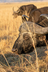 African Buffalo Bull, Kruger National Park