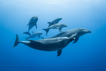 Family dolphin
