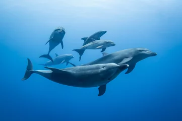 Keuken spatwand met foto Family dolphin © Tropicalens