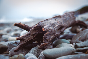 dead tree trunk
