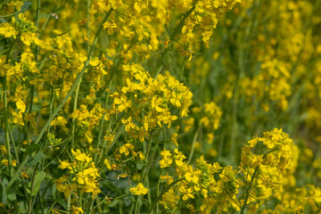 Obraz premium 菜の花畑 鹿児島県出水市にて