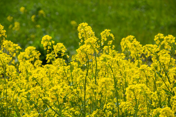 Obraz premium 菜の花畑 鹿児島県出水市にて