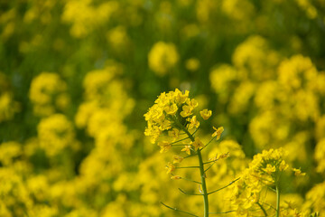 菜の花畑　鹿児島県出水市にて