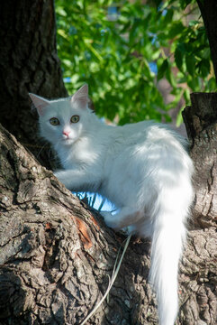 Gato trepando &aacute;rbol