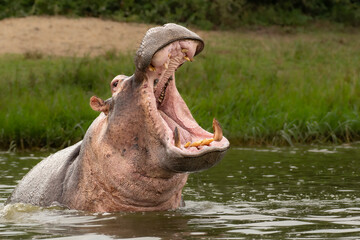 Angry hippo (Hippopotamus amphibius), hippo with a wide open mouth displaying dominance, Kazinga channel, Queen Elizabeth National Park, Uganda, Africa - obrazy, fototapety, plakaty
