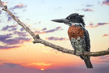 Giant Kingfisher male (Megaceryle maximus) with beautiful sunrise sky in Kibale National Park,...