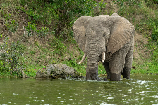African elephant (Loxodonta africana) drinking water from Kazinga Channel at Queen Elizabeth National Park, Uganda, Africa