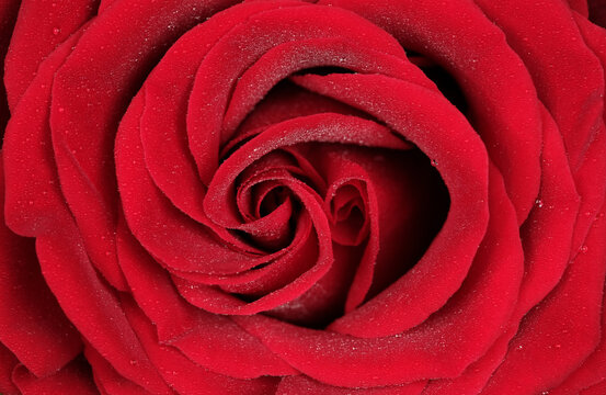 a fresh rose on a red background