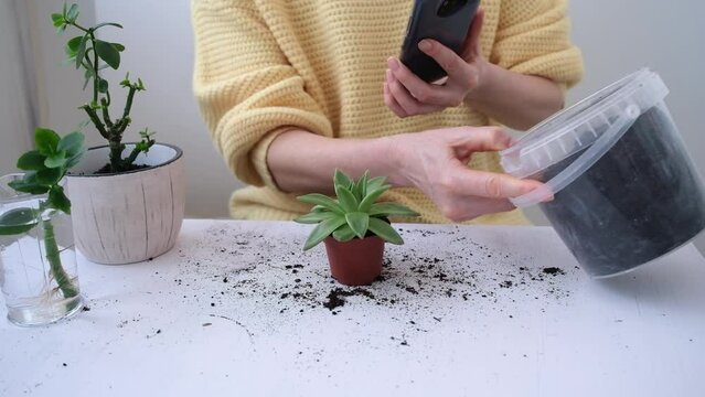 Women's hands close up. A girl shoots a flower in a pot on a smartphone camera. Blogger. Identification of plant diseases using the Internet. Blog about houseplants and home comfort
