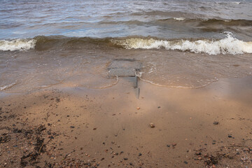 Seascape . Strong surf and wind. Rocky bottom