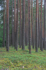 smooth, slender pine trunks in the summer forest