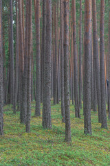 smooth, slender pine trunks in the summer forest