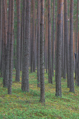 Obraz premium smooth, slender pine trunks in the summer forest
