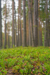 smooth, slender pine trunks in the summer forest