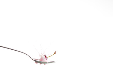 splash of cherry with milk in spoon white background