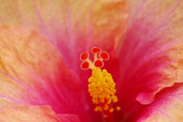Obraz premium close up of tulip