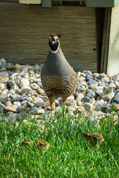 Quail and Hatchlings